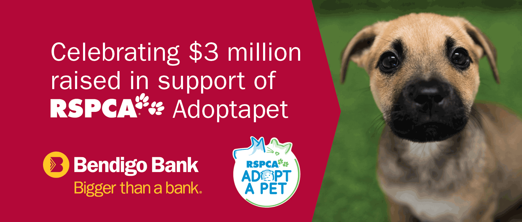 Celebrating $3 million raised in support of RSPCA Adopt-a-pet