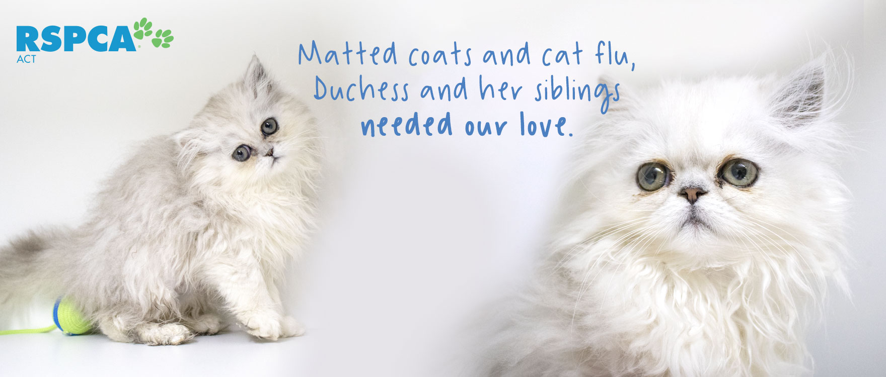 Matted coats and cat flu, Duchess and her siblings needed our love.