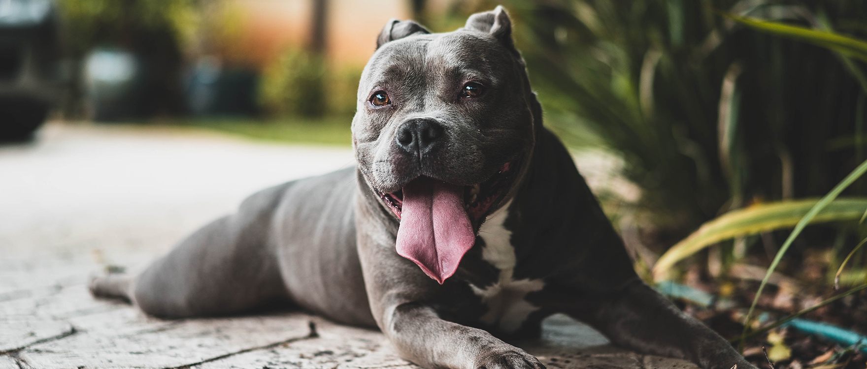 Happy Relaxed Pitbull laying on a garden path he has a big pink tongue and a blue grey coat and soft kind eyes