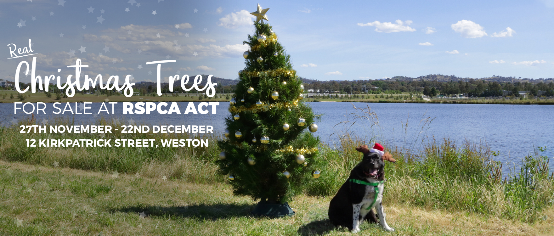 Christmas Trees for sale at RSPCA ACT