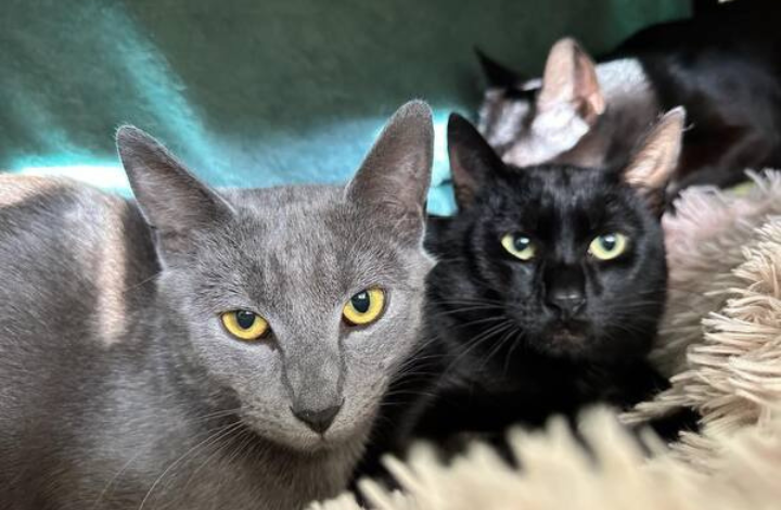 Homer and Carl are looking for their fur-ever home