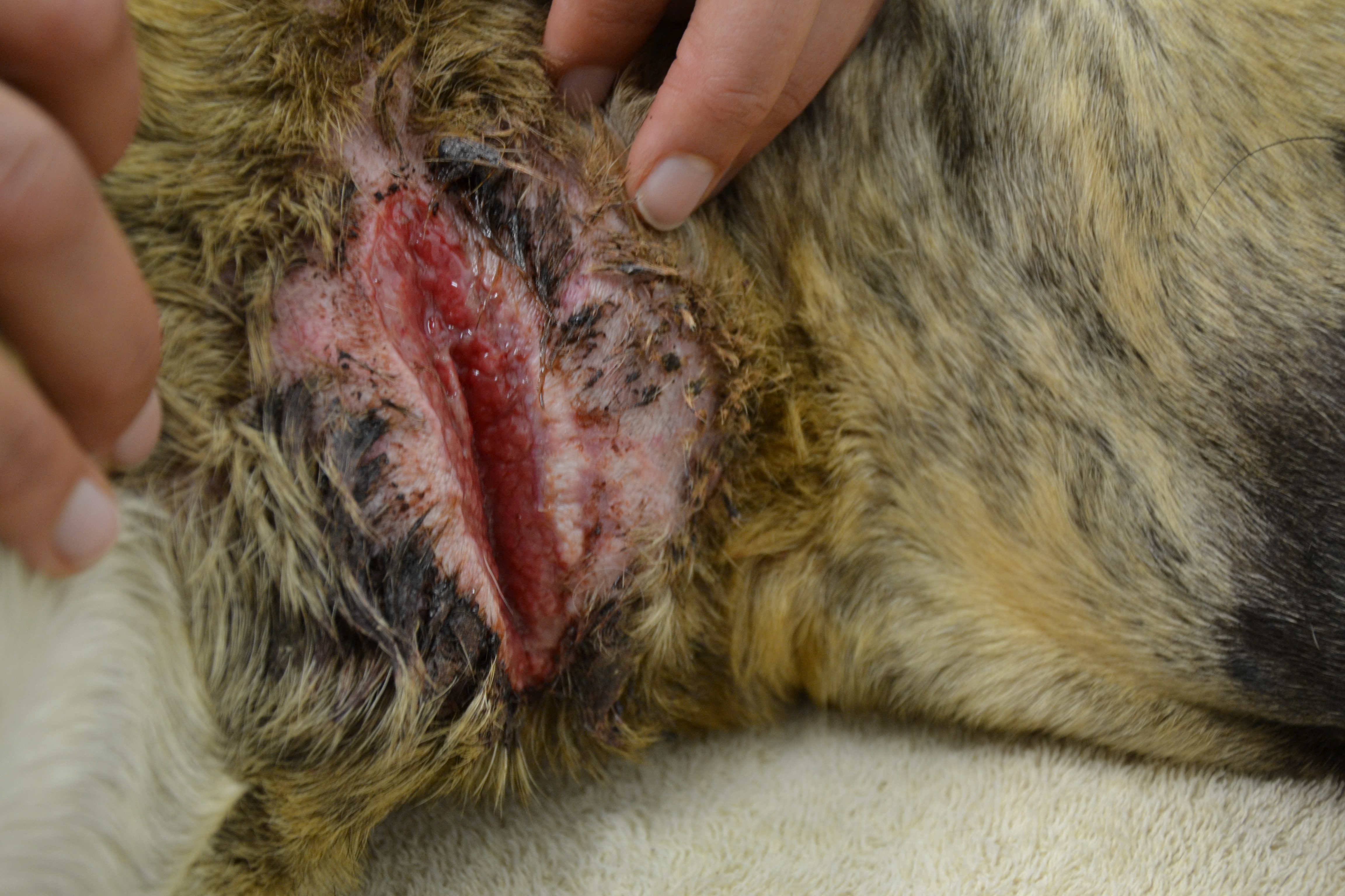 The underside of the dog’s throat.