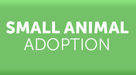 small animal adoption