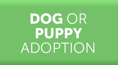Dog and puppy adoption
