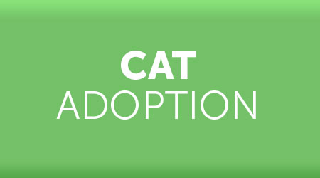 Cat adoption