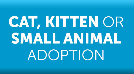 Cat, kitten and small animal adoptions