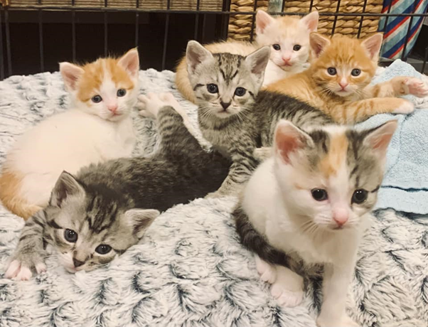 Five cute kittens, each ginger coloured, mixed with white patches, all together on a white towel.