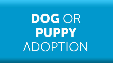 Dog and puppy adoption