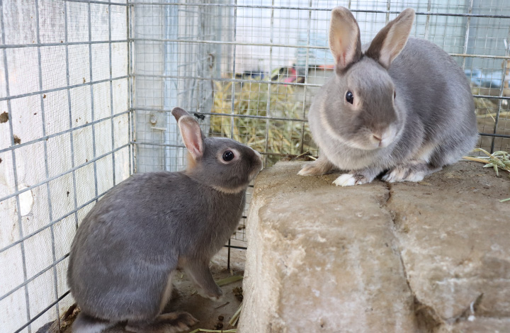 Carrot and Cotton are looking for their fur-ever home