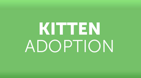 Kitten adoption