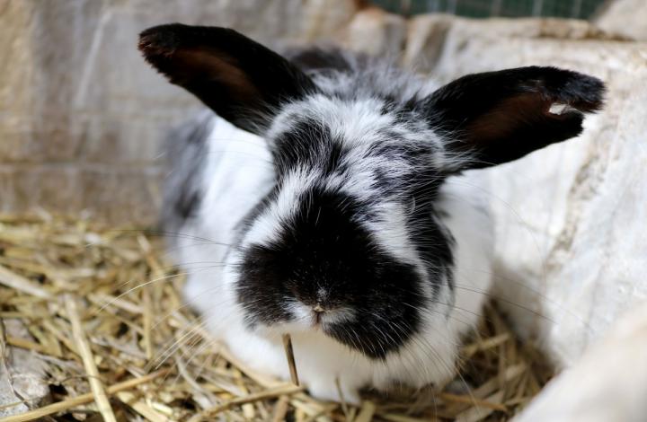 Black and white bunny
