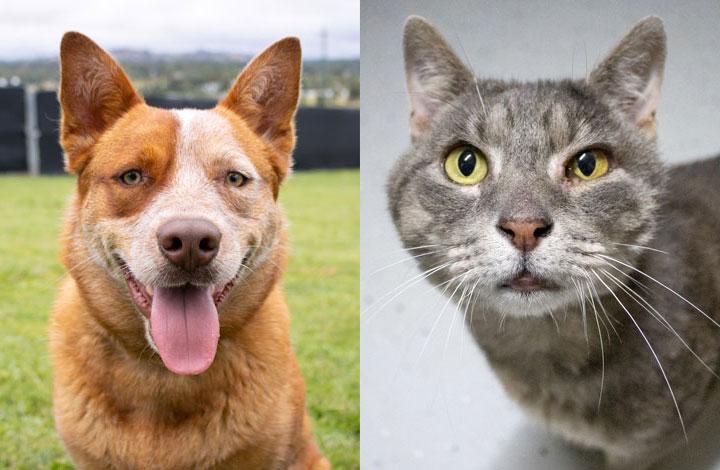Clark is a smiling red Cattle Dog and Philip is a grey tabby cat with a winking eye