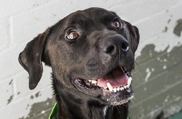 James Bond the Dog Looks up Happily Click for Info on Dog Foster Caring