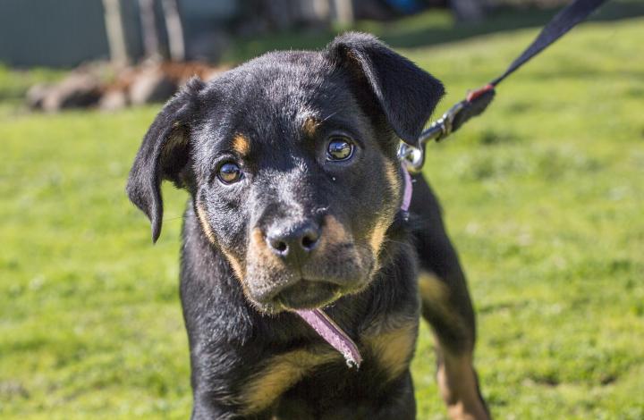 Angelica the labrador rottweiler puppy learning to walk on lead
