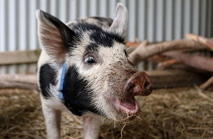 Surrender Fees with a picture of a pig
