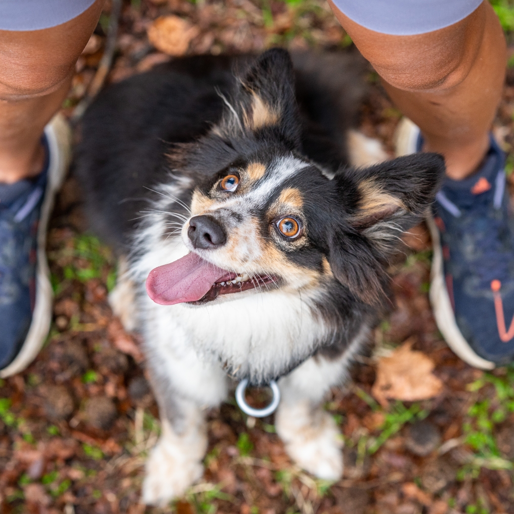 request digital form