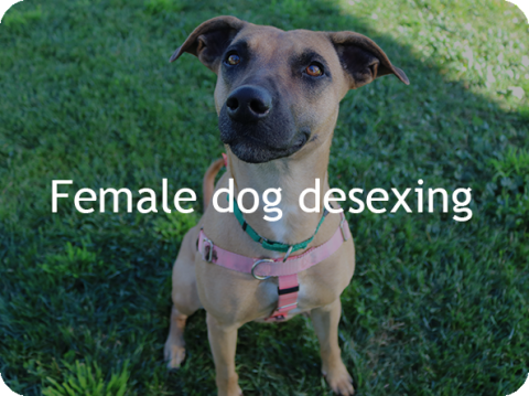 female dog desexing