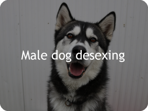 Male Dog Desexing