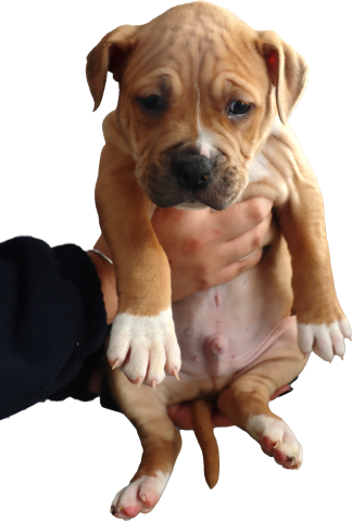 puppy