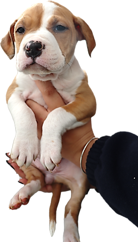puppy2