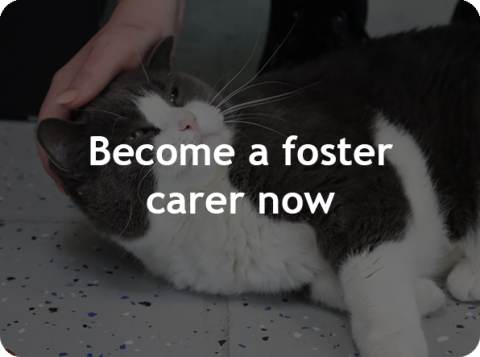 Become a Foster Carer now