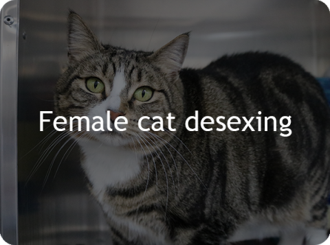 Female Cat Desexing