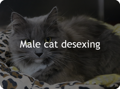 Male Cat Desexing