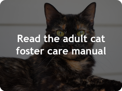 Read the Adult Cat Foster Care Manual