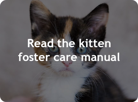 Read the Kitten Foster Care Manual