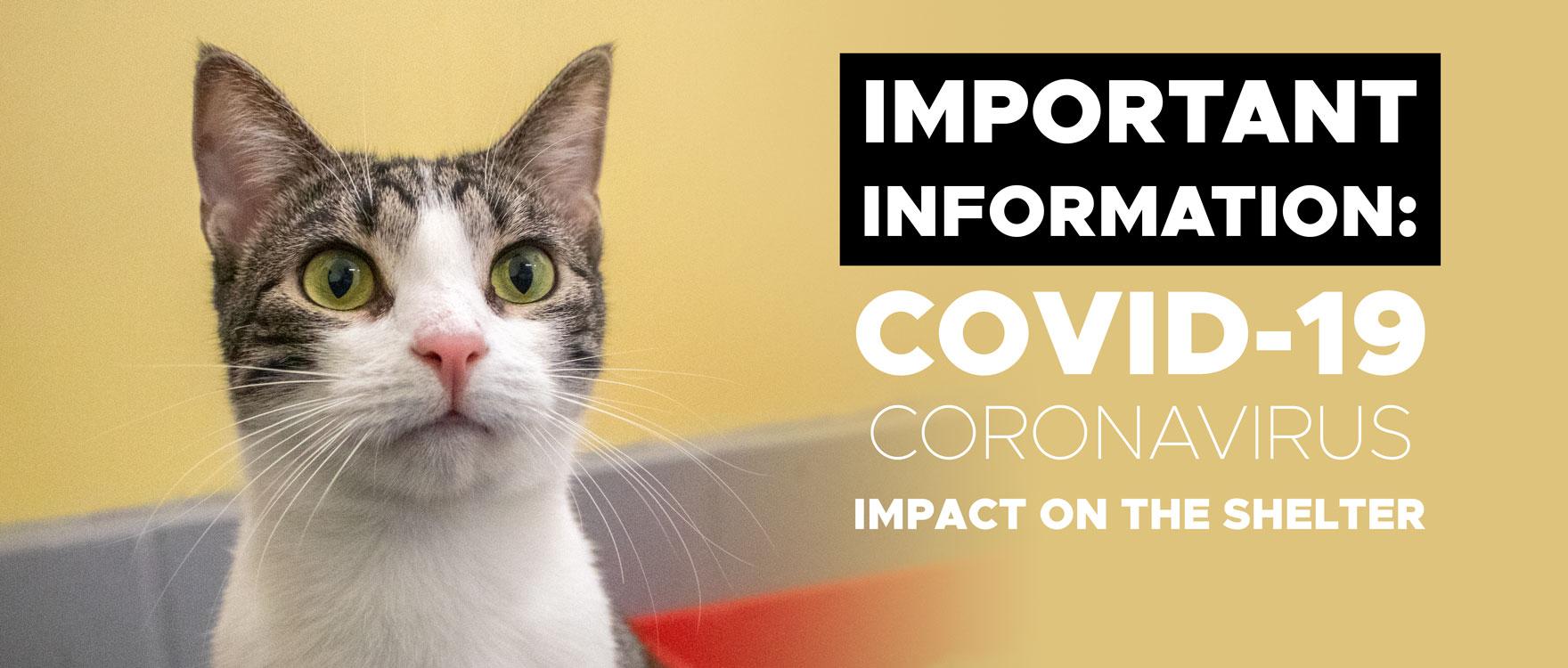 COVID-19 Impact on RSPCA ACT