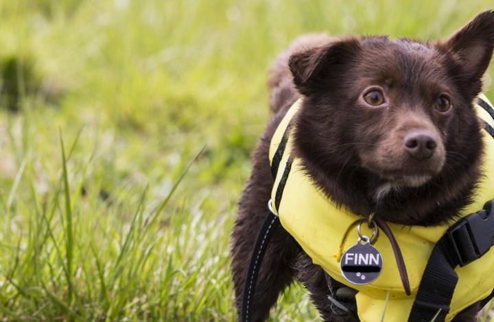 Finn the little dog is wearing his life jacket and he is ready for a swim