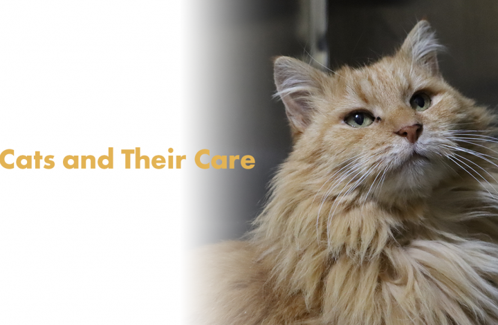 Senior Cats and Their Care