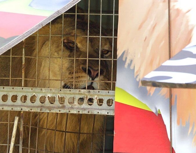 Circuses