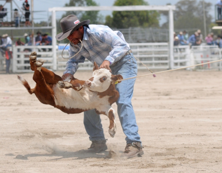 rodeos