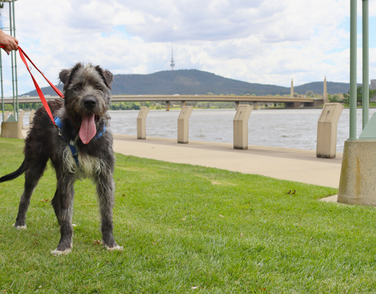 Canberra dog