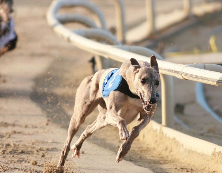take-action-greyhound-racing