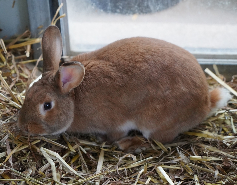 Rabbit