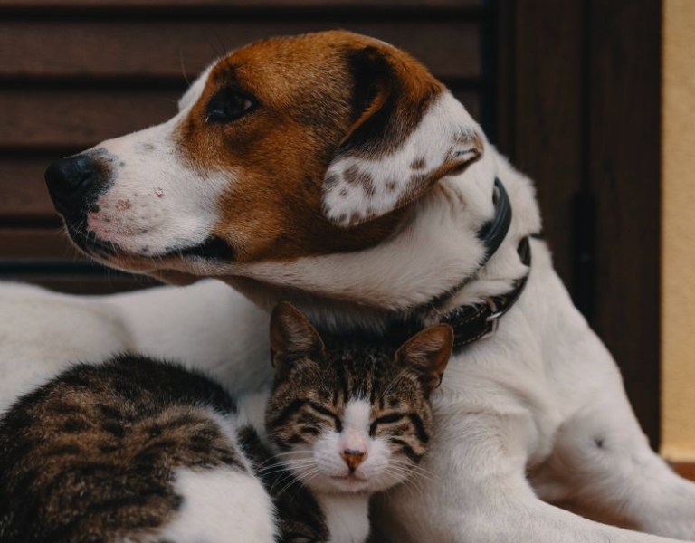 Dog and cat